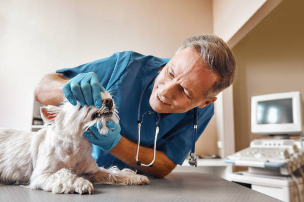 Best Same-Day Emergency Dental Services in West Pasco, WA